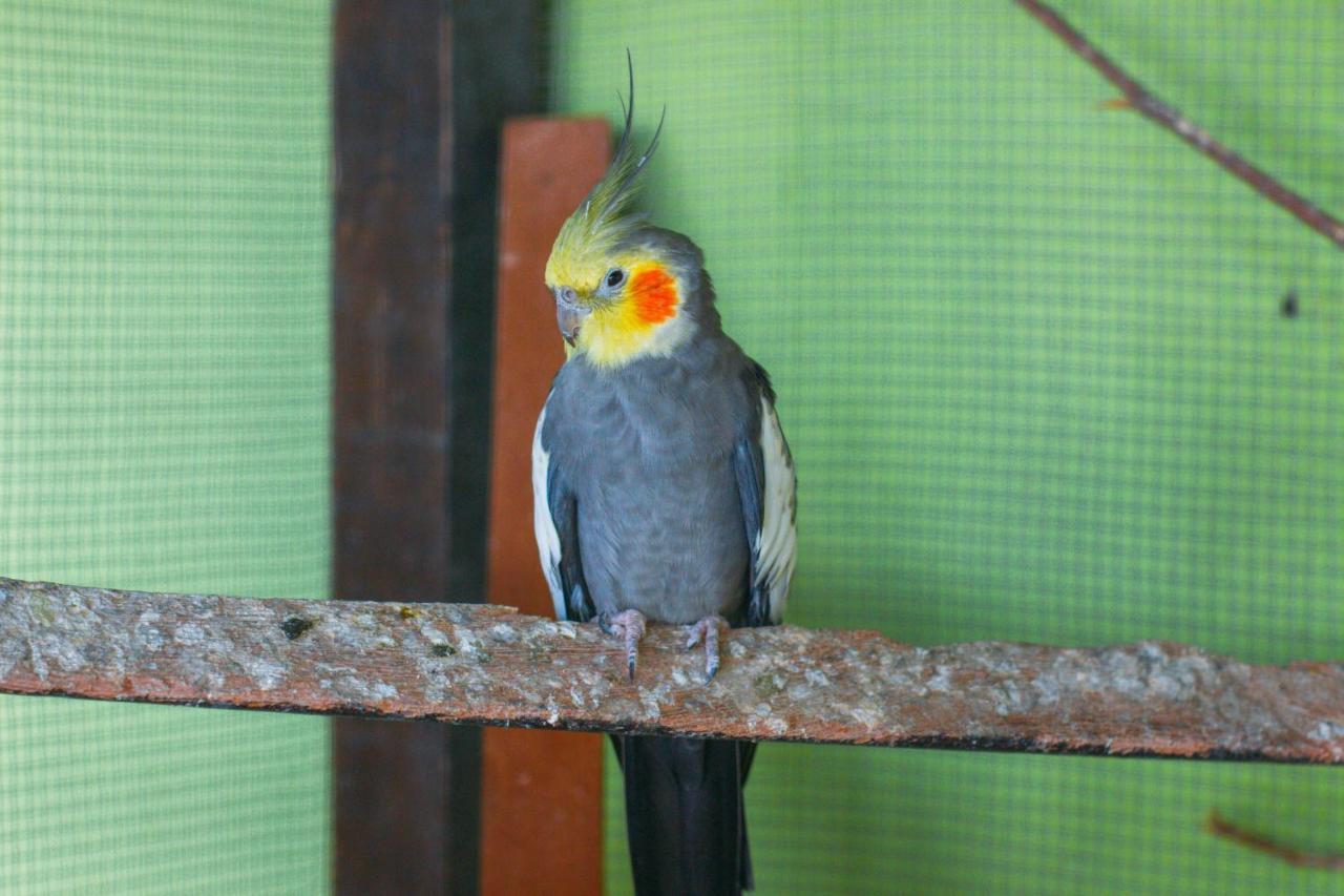 Pousada Campo Alegre Itatiaia  Ngoại thất bức ảnh